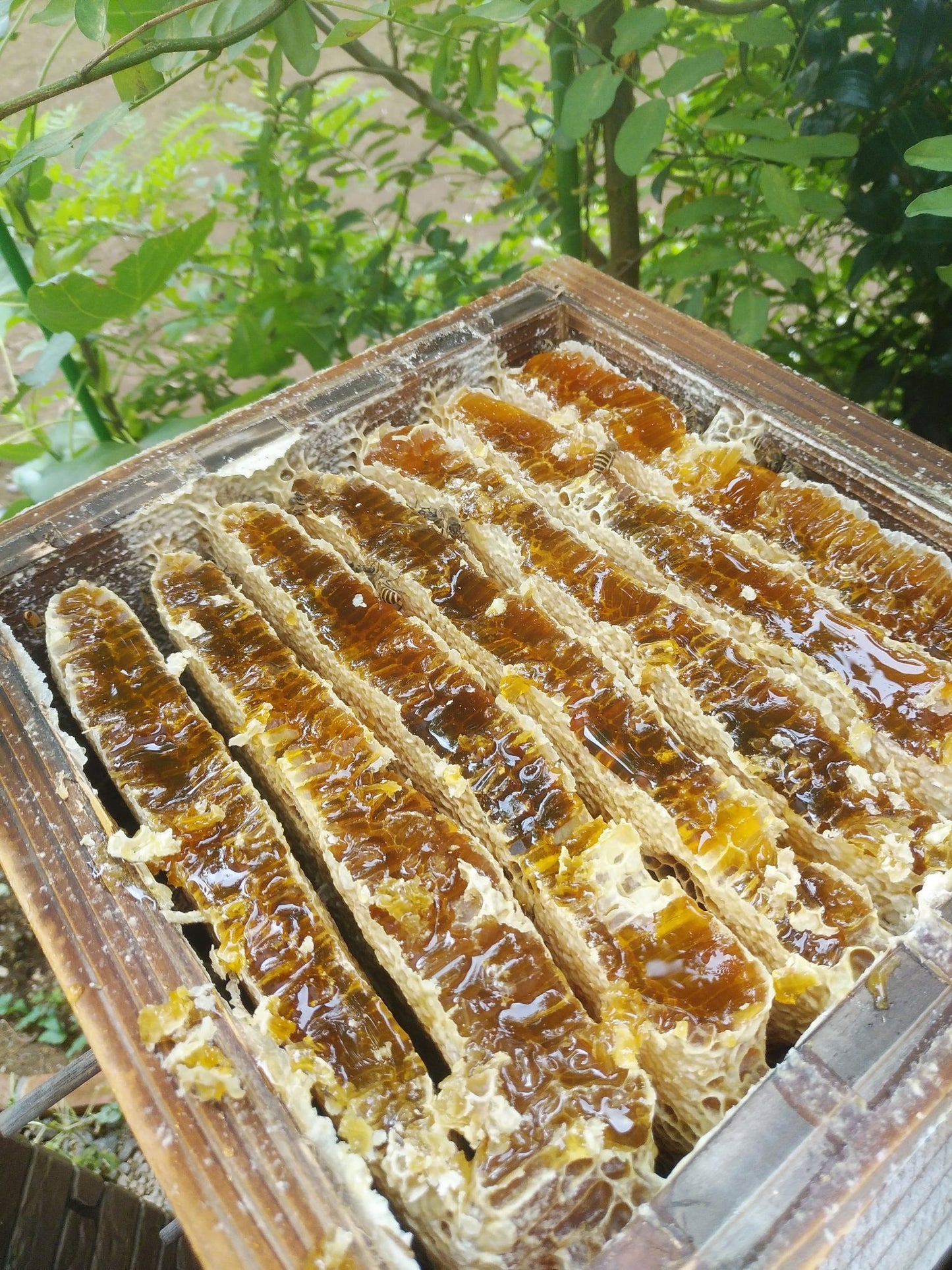 日本みつばちの天然純粋蜂蜜(百花蜜)【450g】(税込み・送料込み)