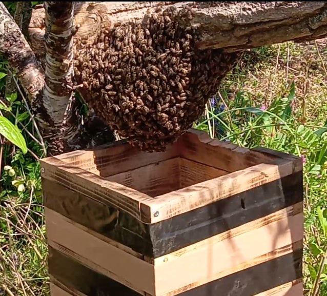 日本みつばち用誘引液（分蜂群捕獲用）180ml（税込み・送料込み）