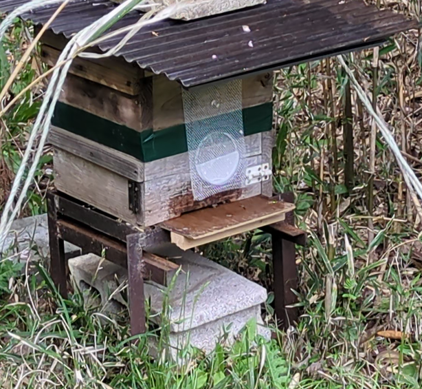 待ち箱ルアー正規品 (大特価！・期間限定品）※税込み・送料込み