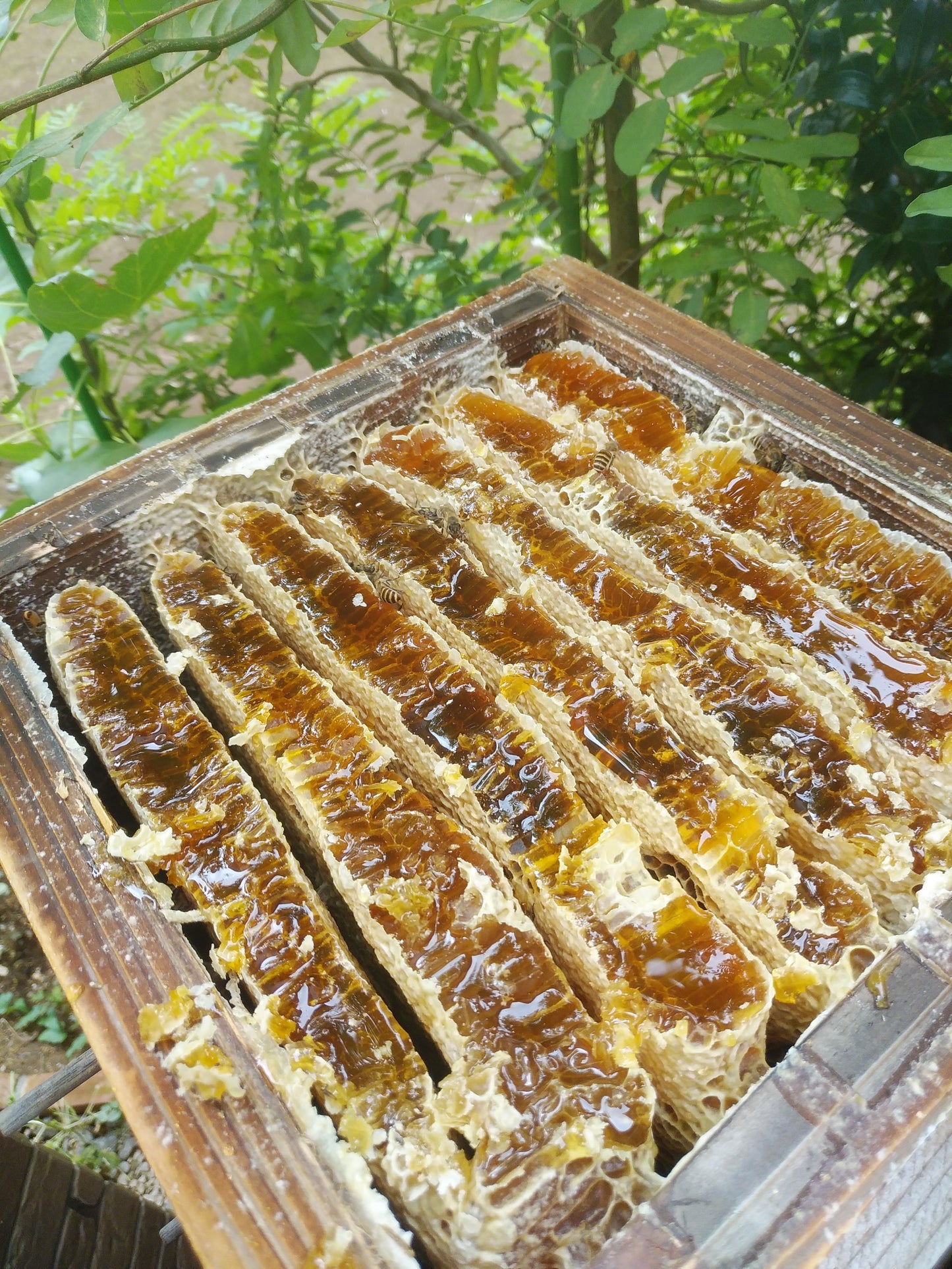 日本みつばちの天然純粋蜂蜜（百花蜜）【450g】